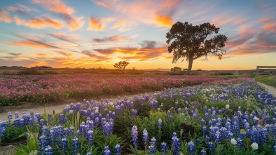 the flower fields at carlsbad ranch